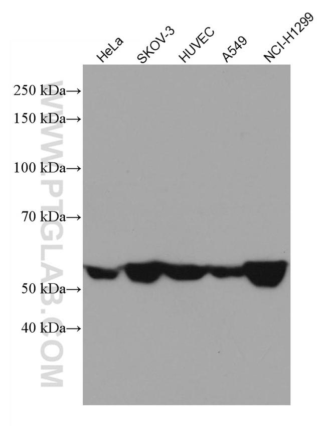 CD47 Antibody in Western Blot (WB)