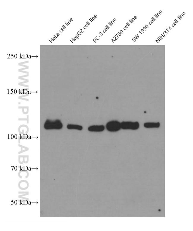 Vinculin Antibody in Western Blot (WB)