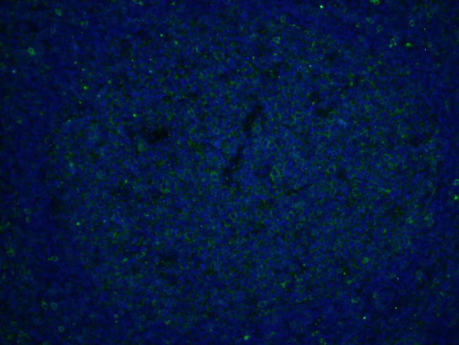 CD27 Antibody in Immunohistochemistry (PFA fixed) (IHC (PFA))