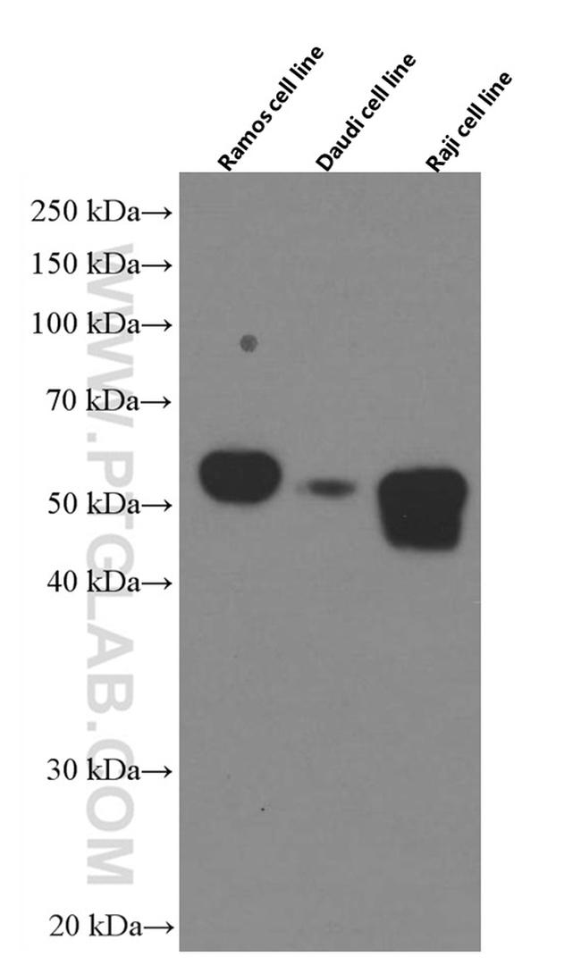 CD27 Antibody in Western Blot (WB)