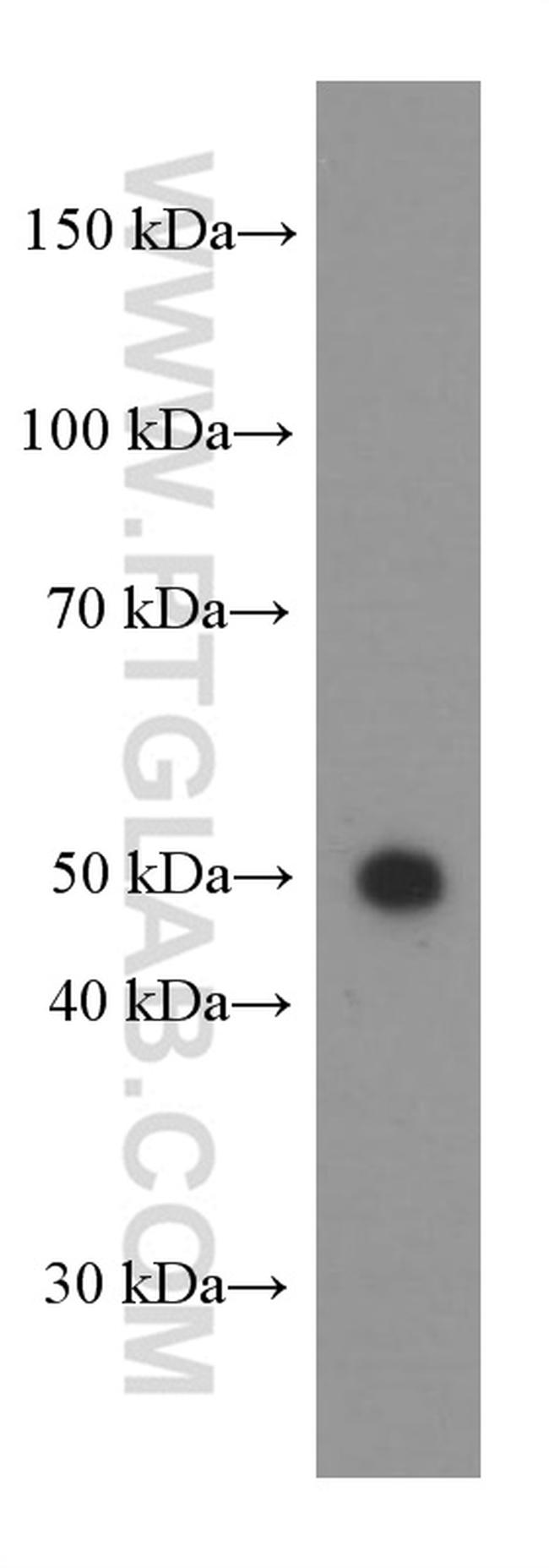 CD27 Antibody in Western Blot (WB)