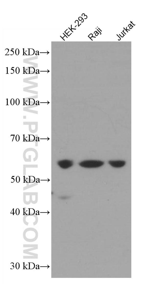 TRAF3 Antibody in Western Blot (WB)