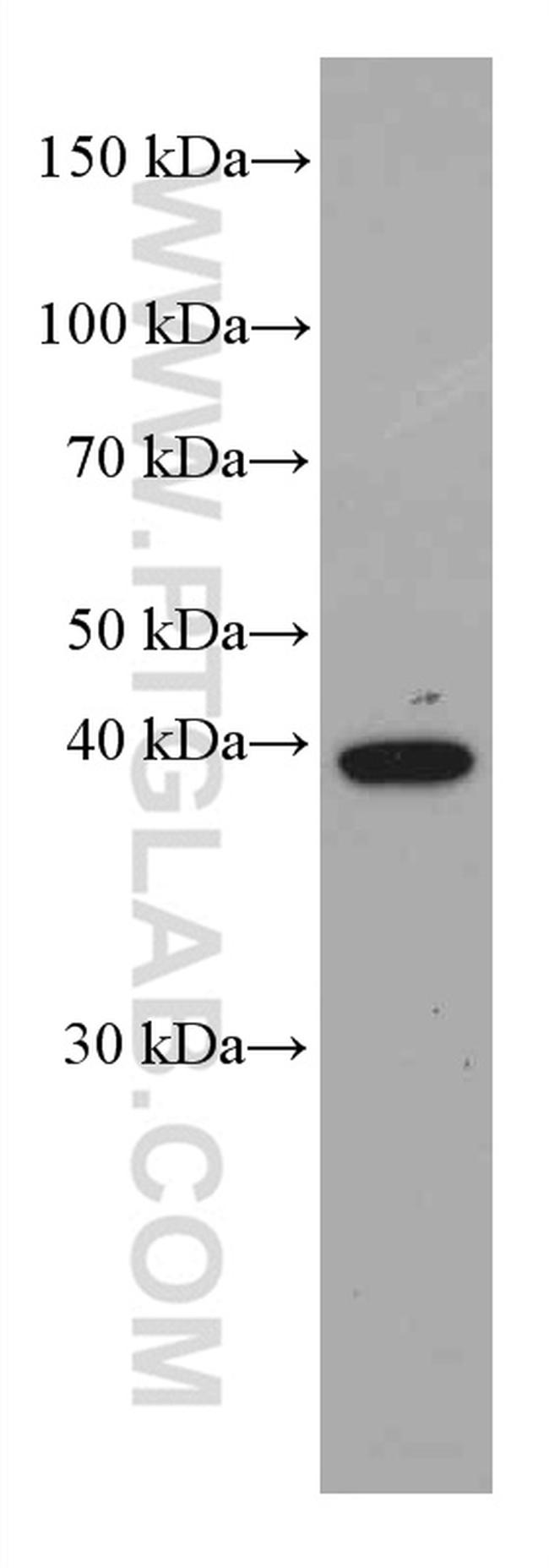 JUN Antibody in Western Blot (WB)