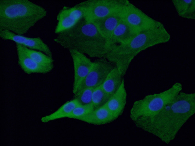 RSPO3 Antibody in Immunocytochemistry (ICC/IF)