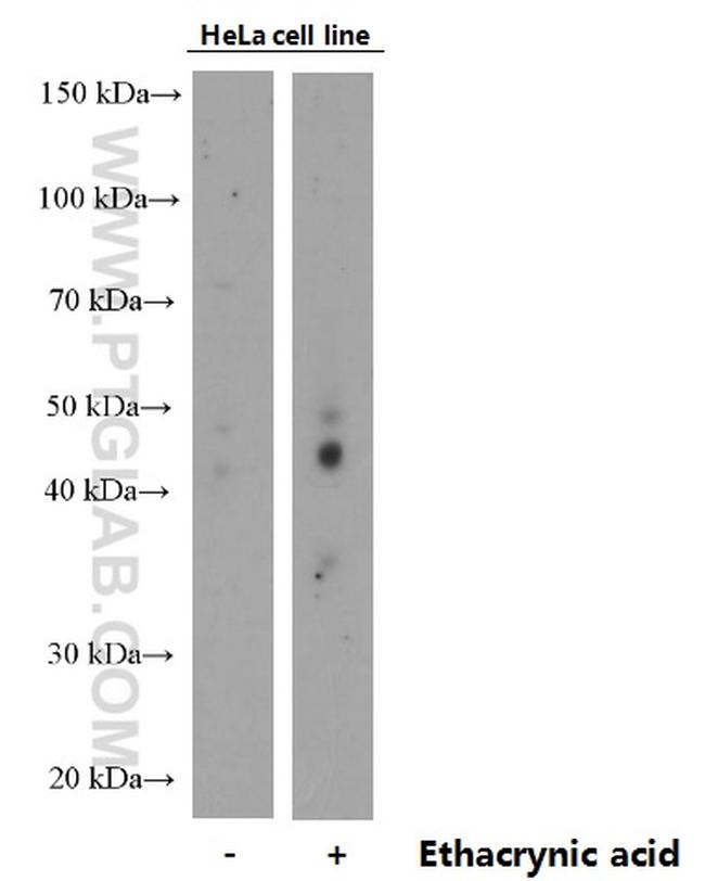 Phospho-TDP43 (Ser409, Ser410) Antibody in Western Blot (WB)