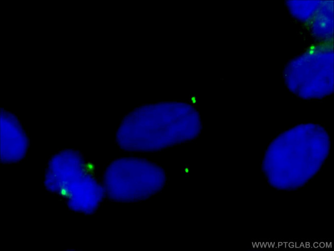 gamma tubulin Antibody in Immunocytochemistry (ICC/IF)