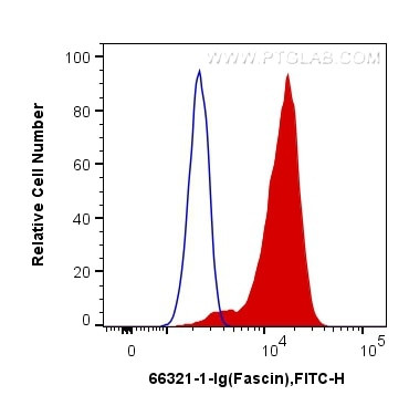 Fascin Antibody in Flow Cytometry (Flow)