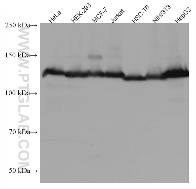 TRIM24 Antibody in Western Blot (WB)