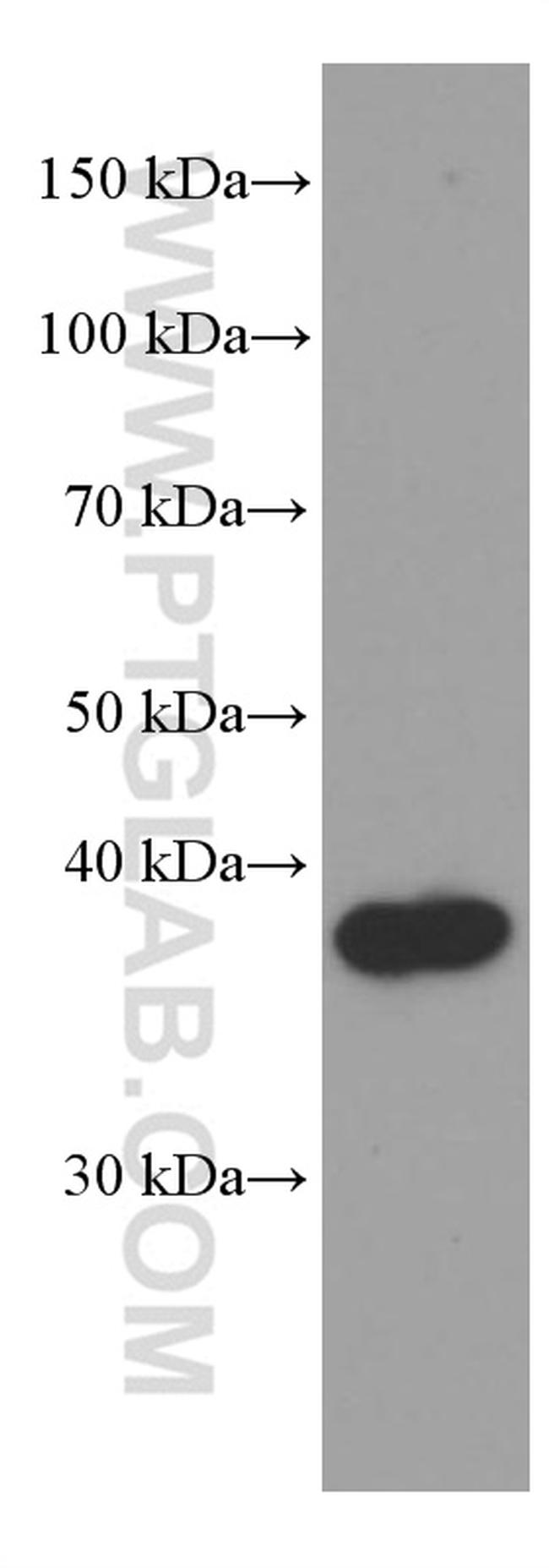 SFRP2 Antibody in Western Blot (WB)