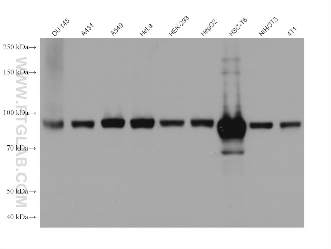 PLOD2 Antibody in Western Blot (WB)