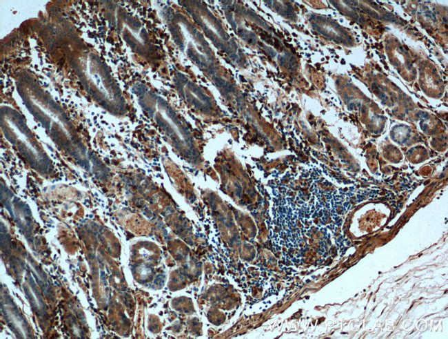 Annexin A1 Antibody in Immunohistochemistry (Paraffin) (IHC (P))