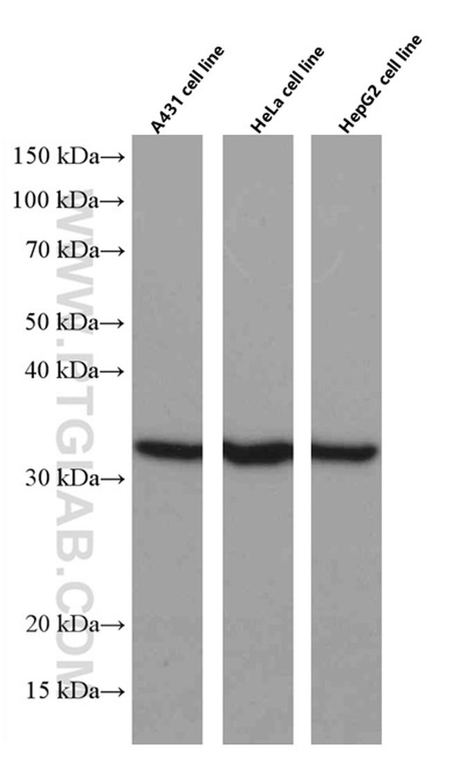 Annexin A1 Antibody in Western Blot (WB)