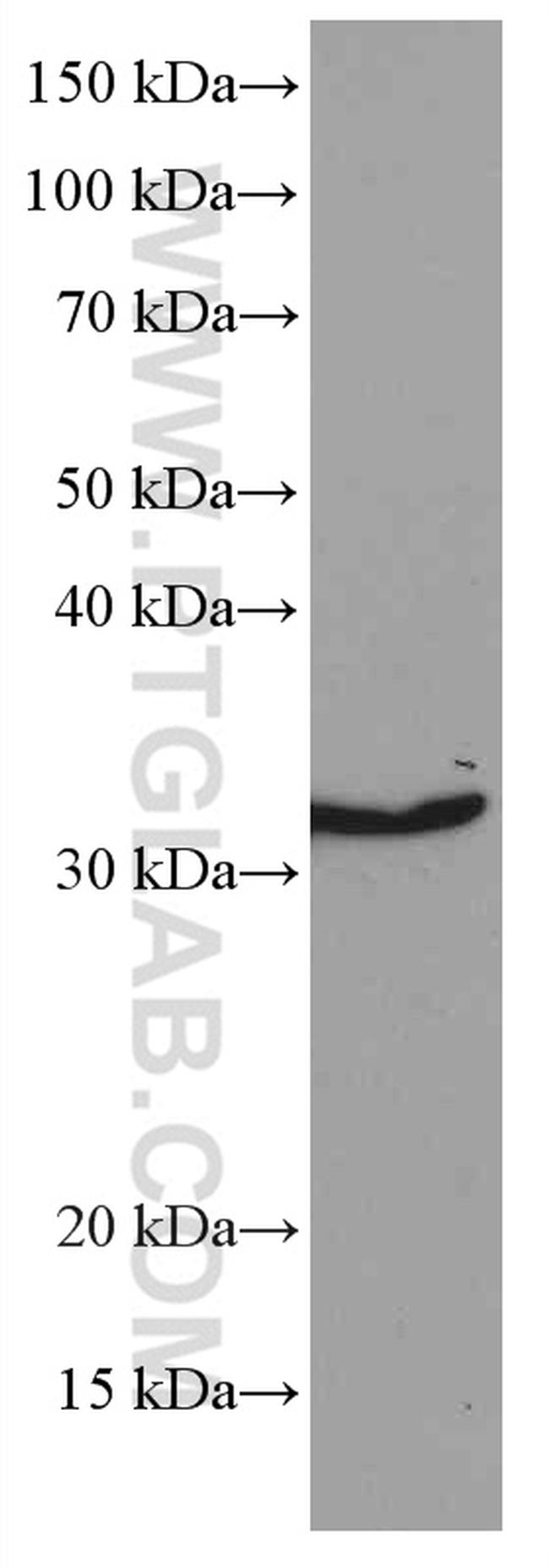 Annexin A1 Antibody in Western Blot (WB)