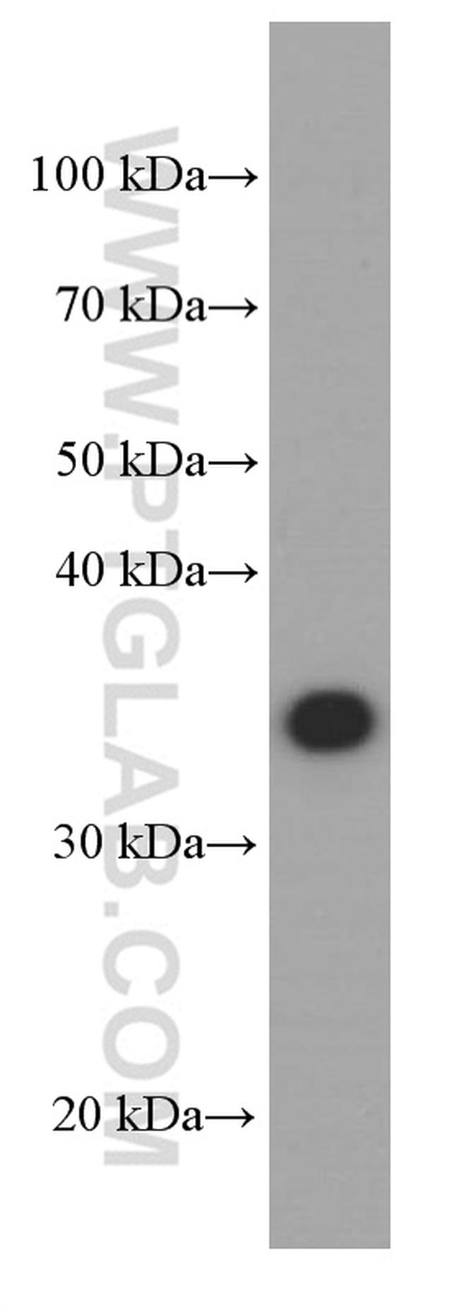 Annexin A1 Antibody in Western Blot (WB)