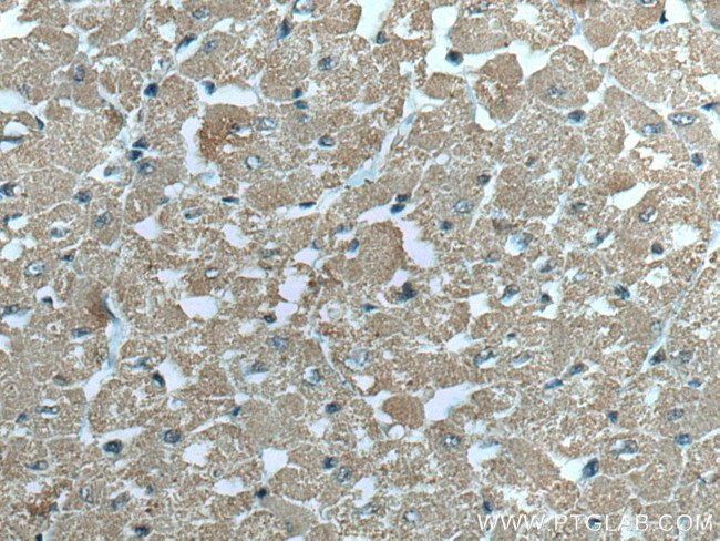 VDAC1/Porin Antibody in Immunohistochemistry (Paraffin) (IHC (P))