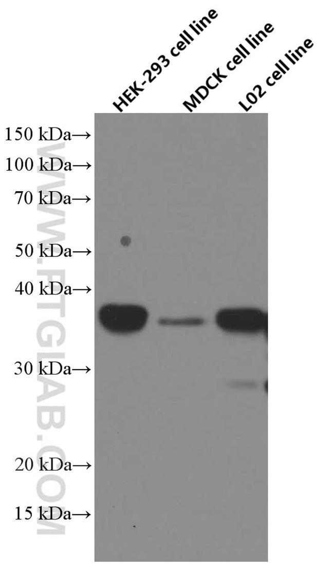 SIX2 Antibody in Western Blot (WB)