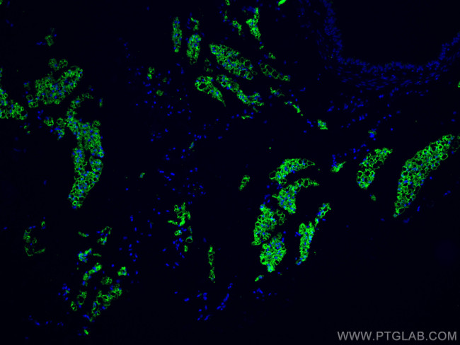 COX2/ Cyclooxygenase 2 Antibody in Immunohistochemistry (PFA fixed) (IHC (PFA))