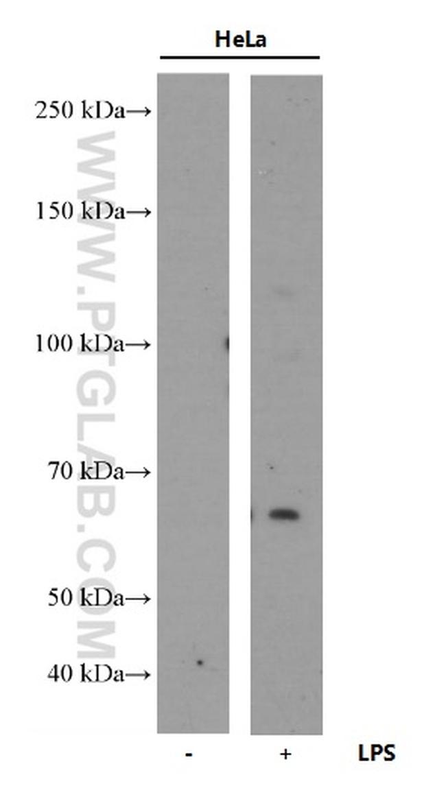 COX2/ Cyclooxygenase 2 Antibody in Western Blot (WB)
