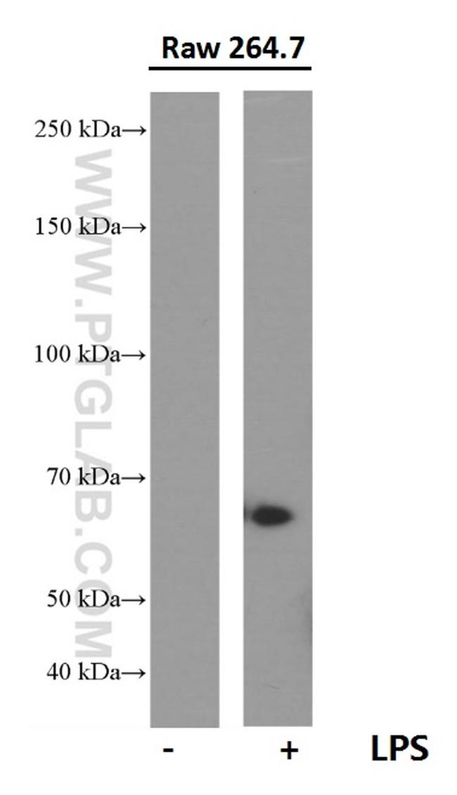 COX2/ Cyclooxygenase 2 Antibody in Western Blot (WB)