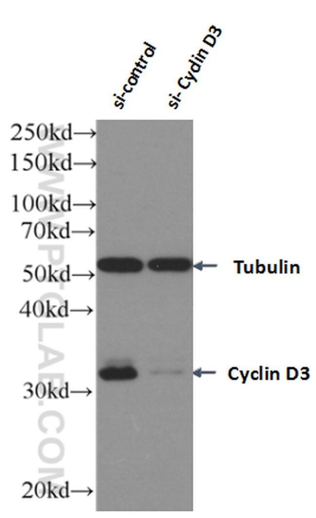 Cyclin D3 Antibody in Western Blot (WB)