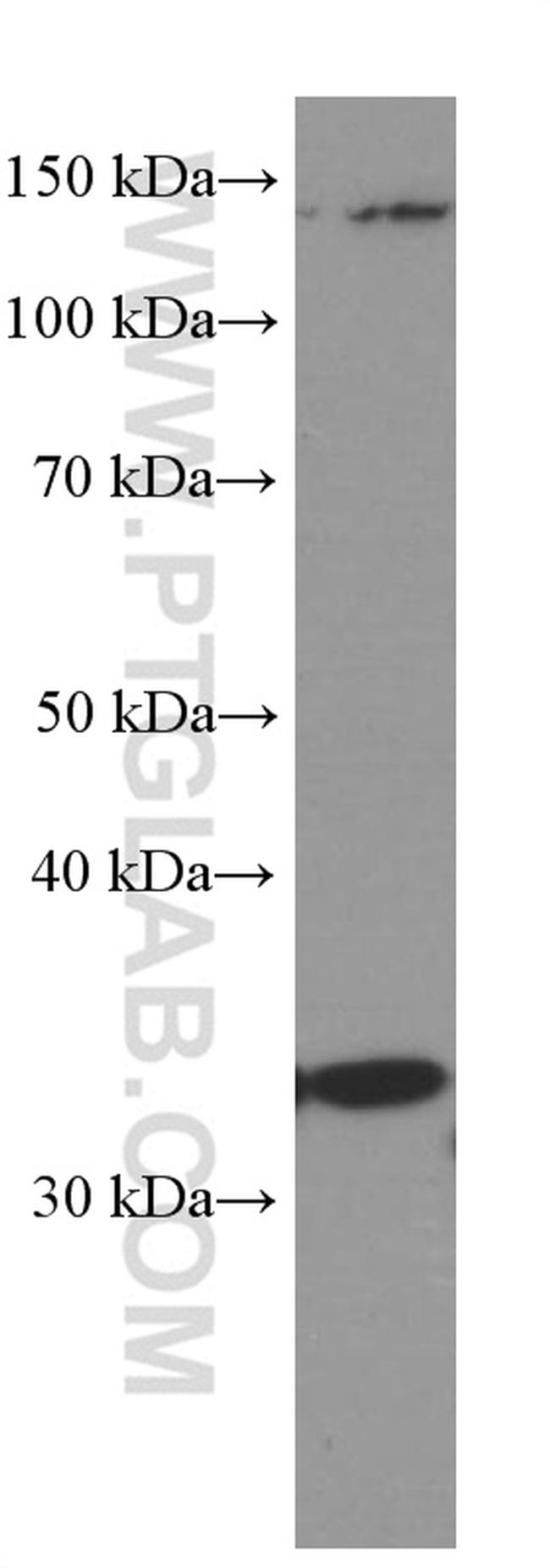 Cyclin D3 Antibody in Western Blot (WB)