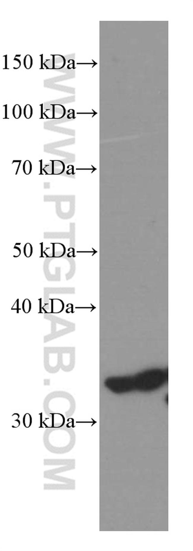 Cyclin D3 Antibody in Western Blot (WB)