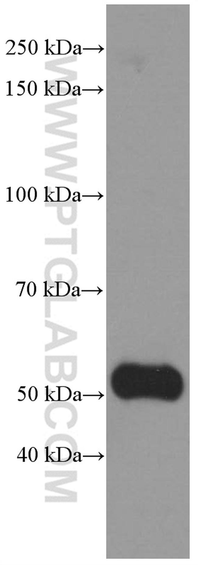 NONO Antibody in Western Blot (WB)