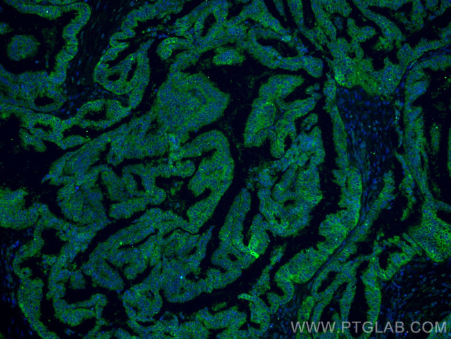 PGRMC1 Antibody in Immunohistochemistry (PFA fixed) (IHC (PFA))