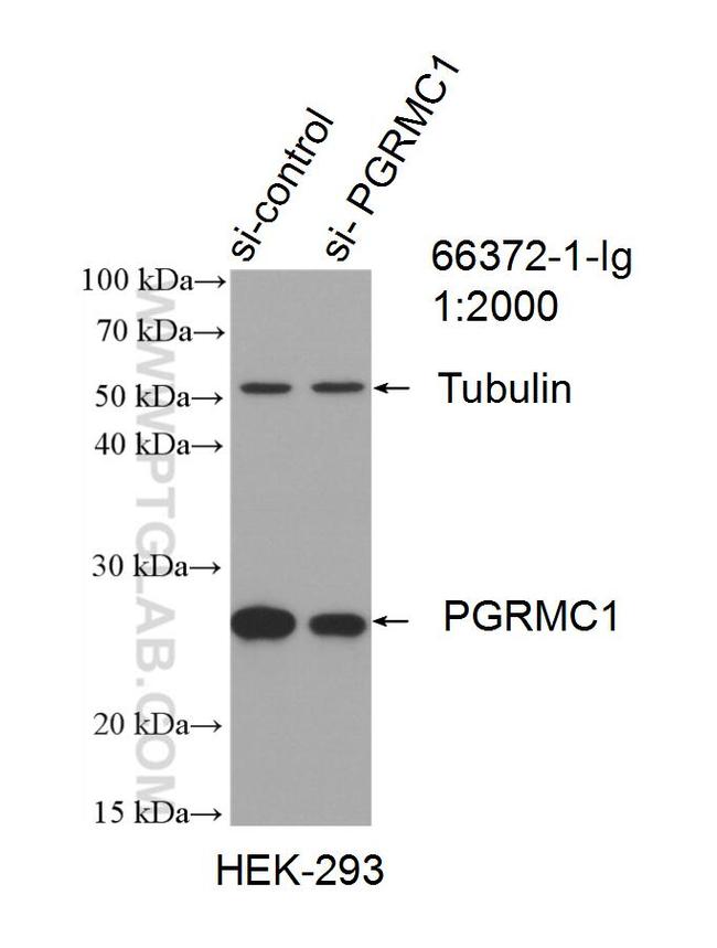 PGRMC1 Antibody in Western Blot (WB)