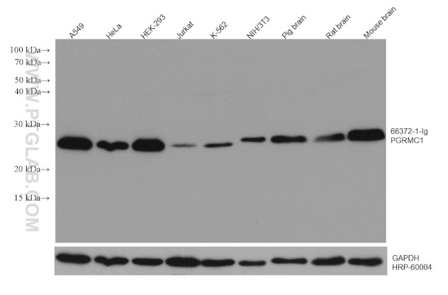 PGRMC1 Antibody in Western Blot (WB)