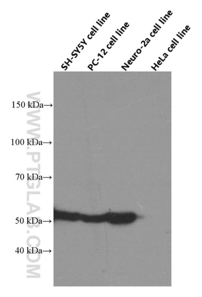 TUBB3 Antibody in Western Blot (WB)