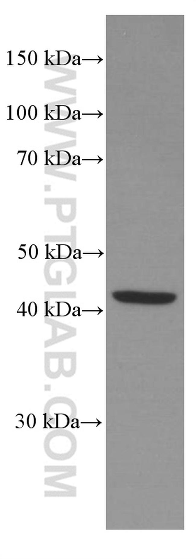 TCN2 Antibody in Western Blot (WB)