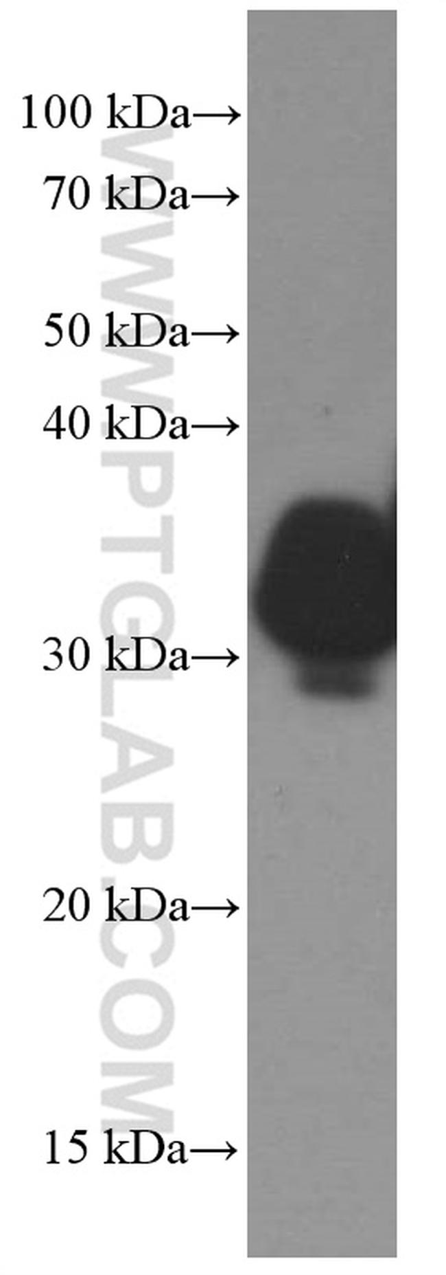 OGN Antibody in Western Blot (WB)