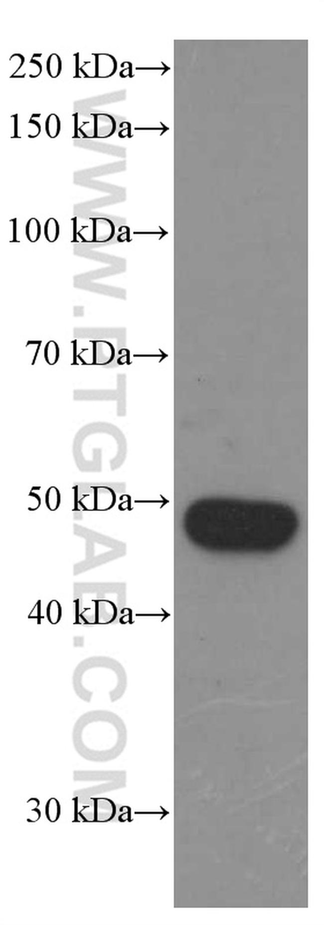 BMP2 Antibody in Western Blot (WB)