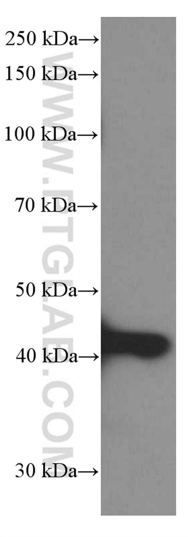 BMP2 Antibody in Western Blot (WB)