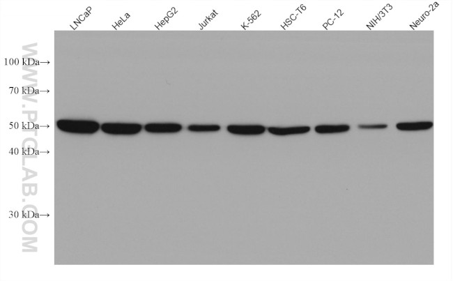 NAMPT/PBEF Antibody in Western Blot (WB)