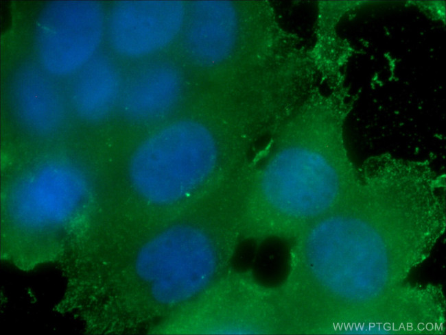 FKBPL Antibody in Immunocytochemistry (ICC/IF)