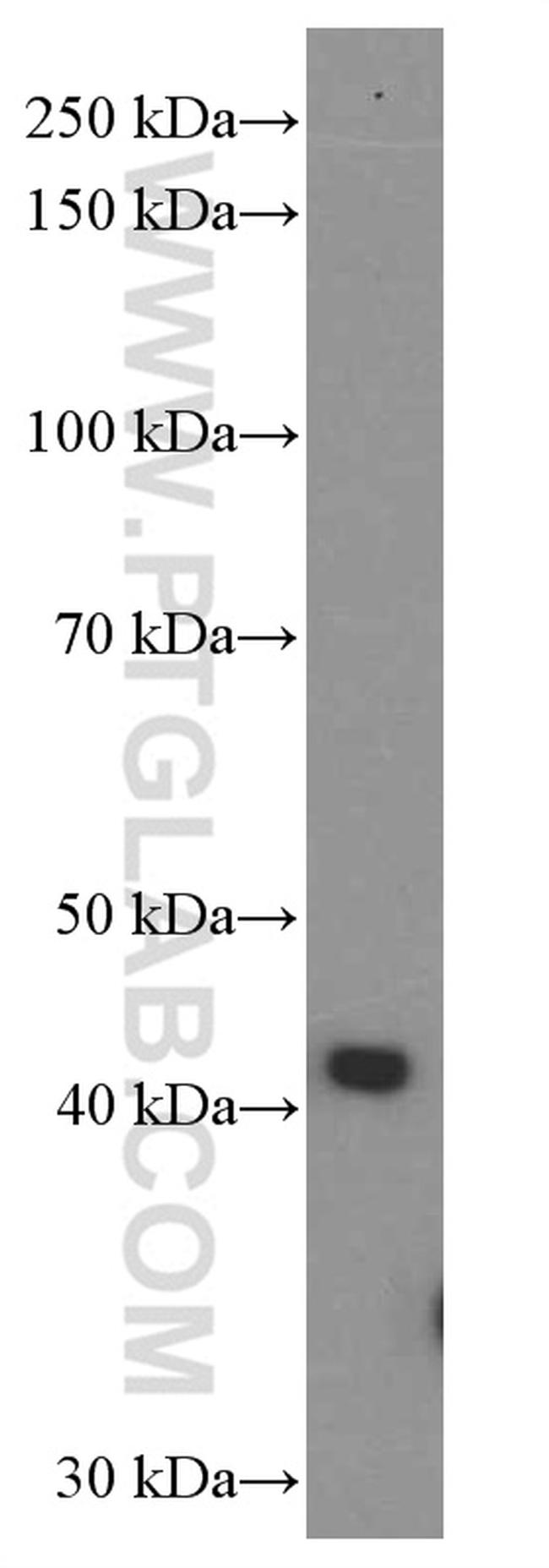 FKBPL Antibody in Western Blot (WB)