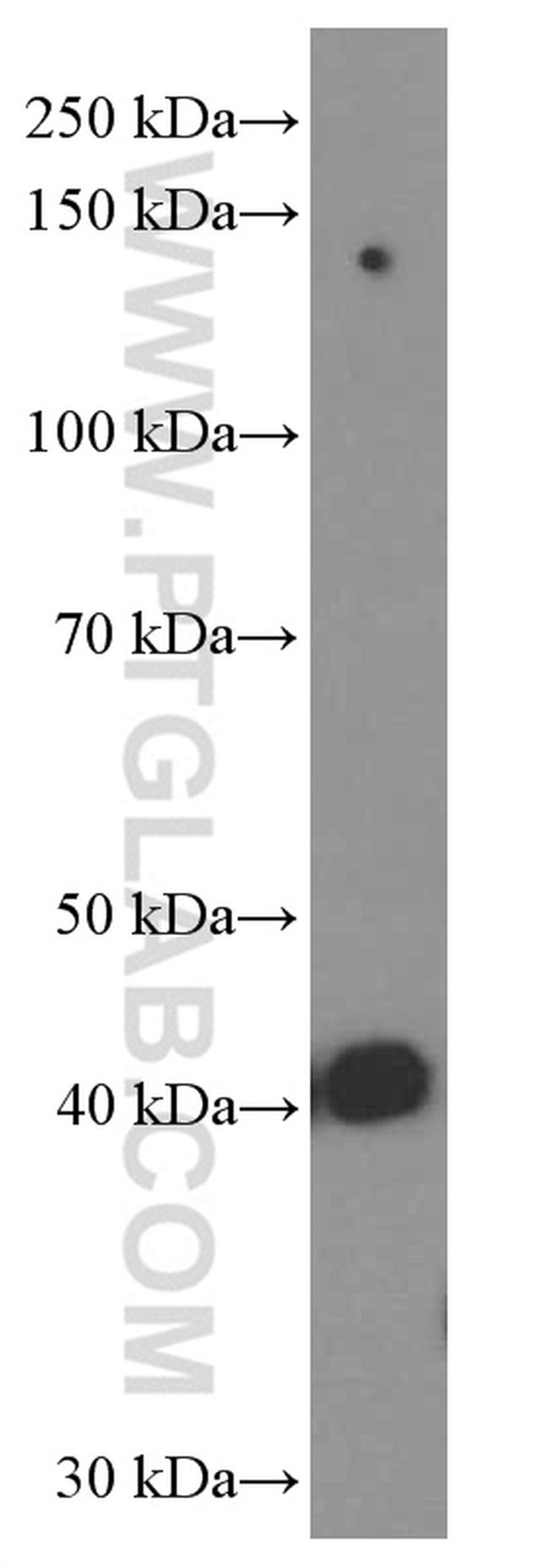 FKBPL Antibody in Western Blot (WB)