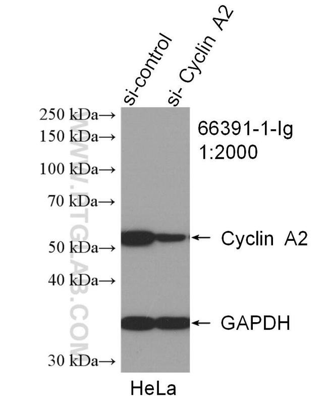 Cyclin A2 Antibody in Western Blot (WB)