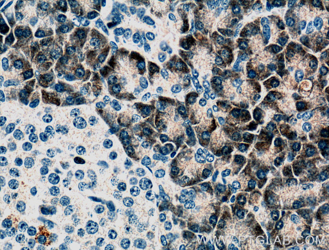 PLA2G1B Antibody in Immunohistochemistry (Paraffin) (IHC (P))