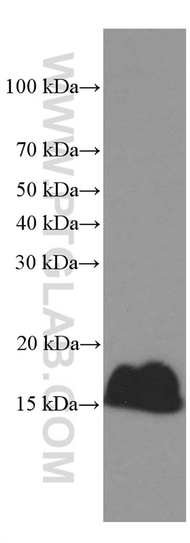 PLA2G1B Antibody in Western Blot (WB)