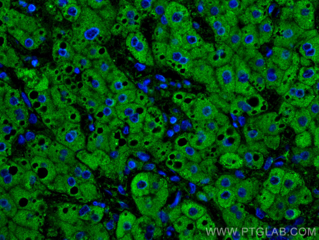 Plasminogen Antibody in Immunohistochemistry (PFA fixed) (IHC (PFA))