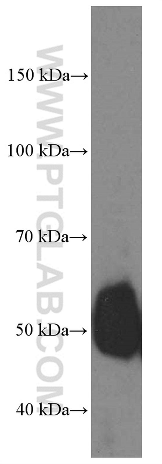 GATA3 Antibody in Western Blot (WB)