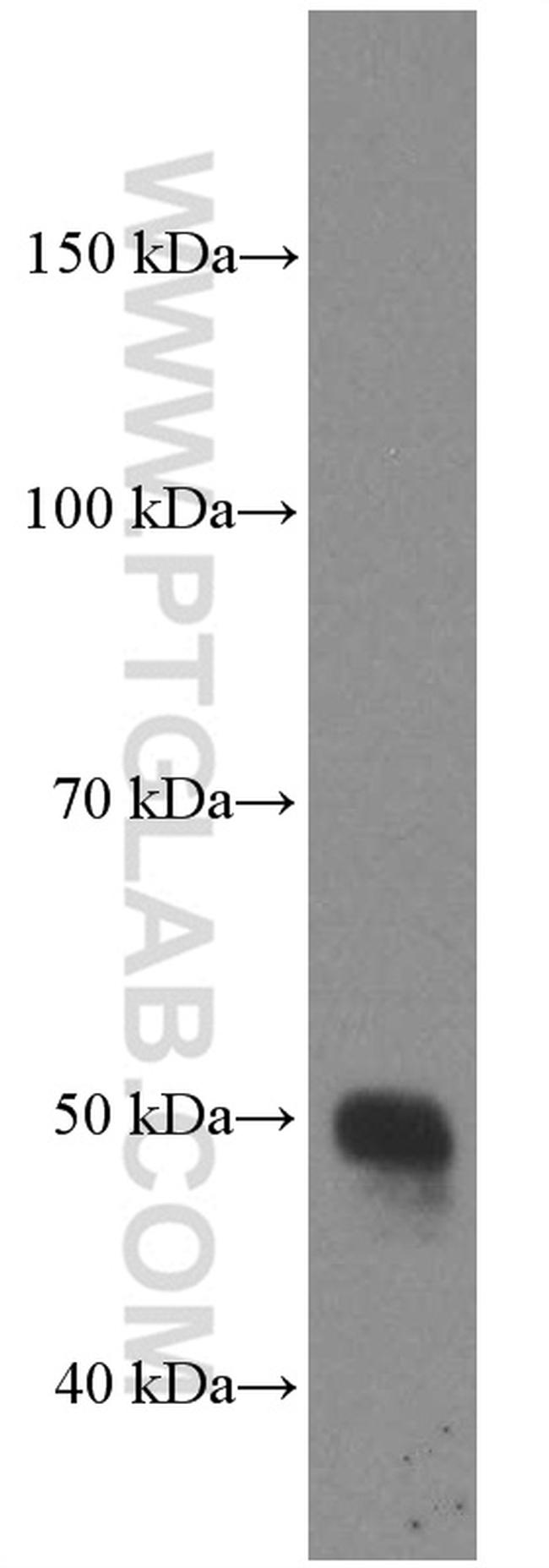 GATA3 Antibody in Western Blot (WB)