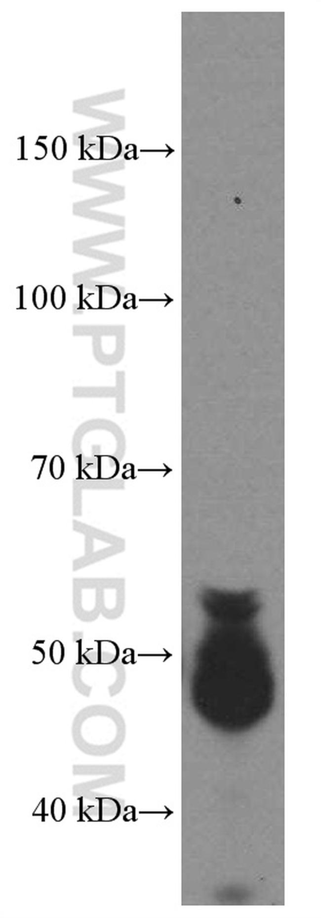 GATA3 Antibody in Western Blot (WB)