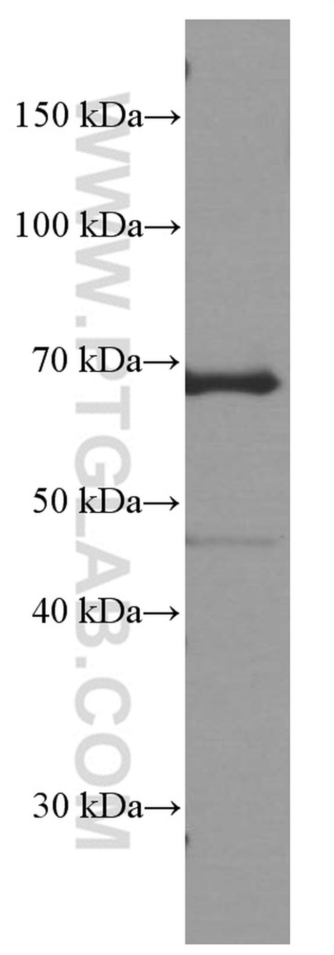 CD80/B7-1 Antibody in Western Blot (WB)