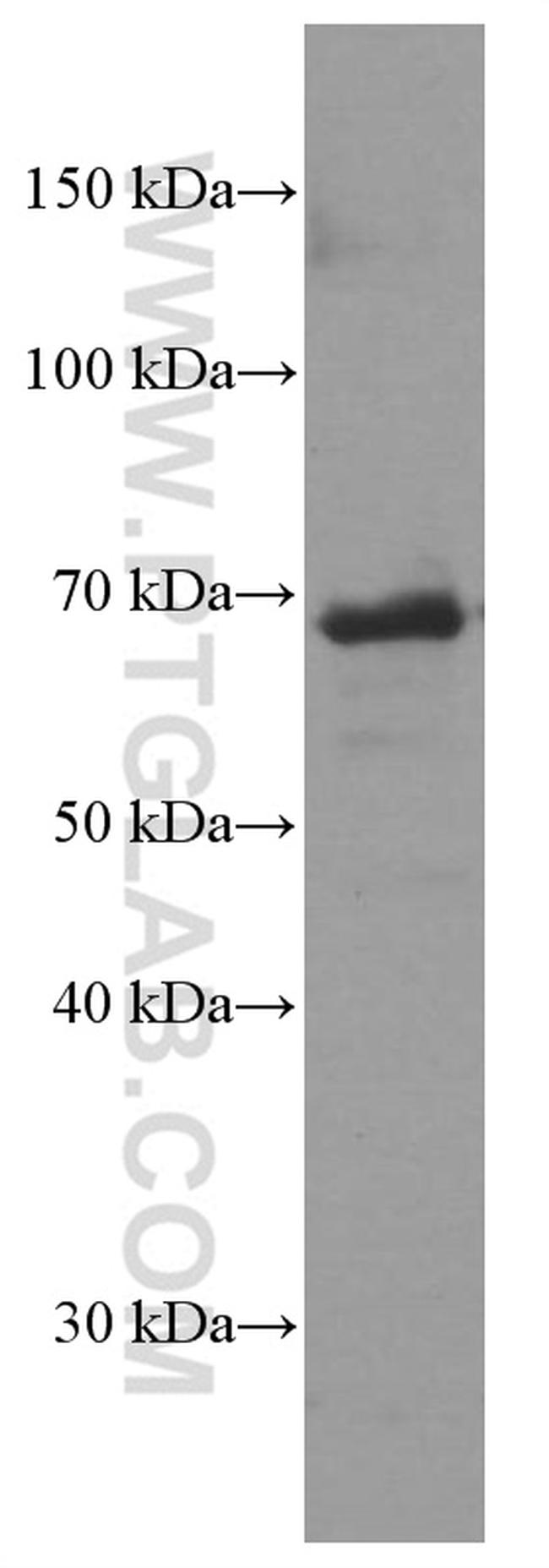 CD80/B7-1 Antibody in Western Blot (WB)