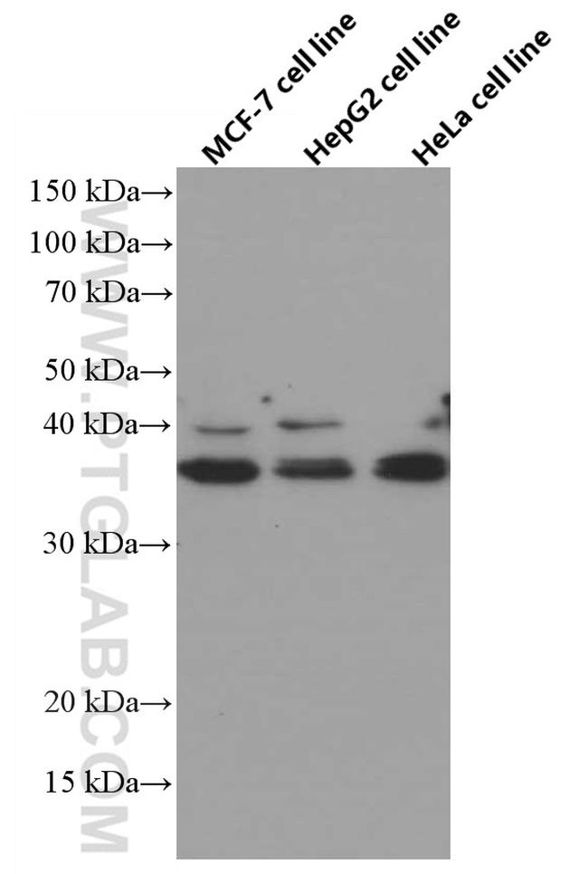 SIRT2 Antibody in Western Blot (WB)