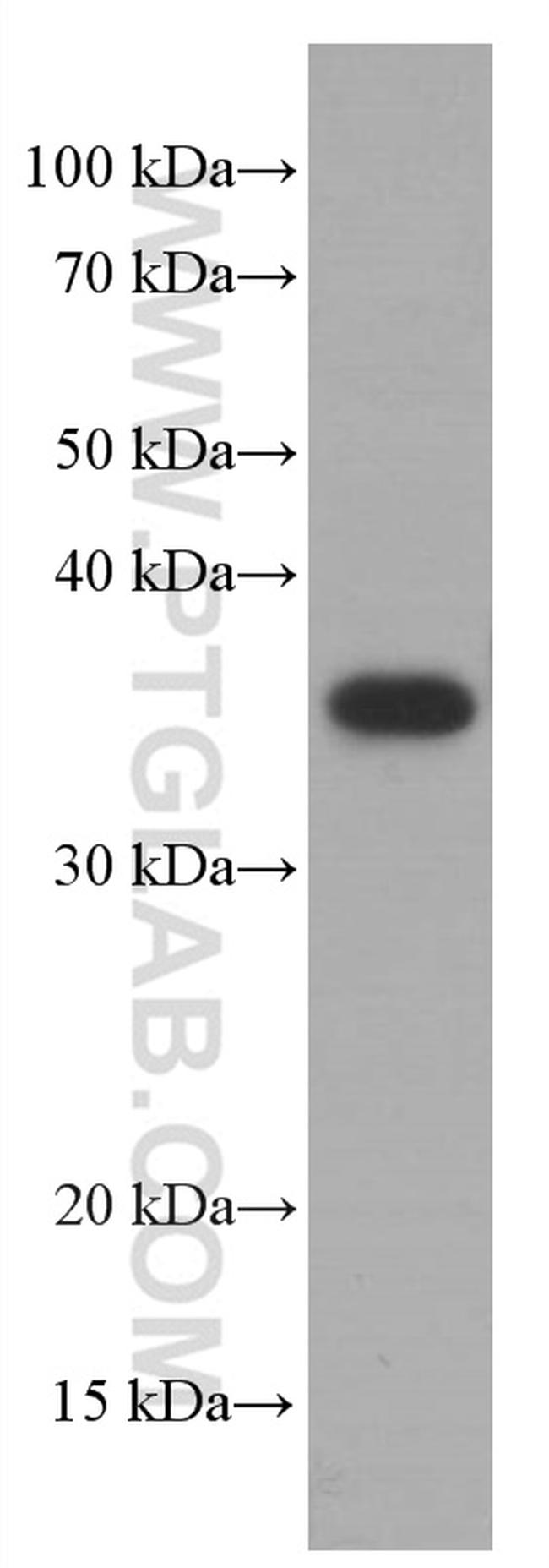 SOX2 Antibody in Western Blot (WB)